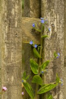 Green Alkanet Pentaglottis sempervirens - Vipérine commune poussant à côté d'une clôture en bois rustique