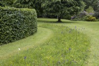 Une bande de fleurs sauvages est cultivée entre les zones de pelouse tondue. Lewis Cottage, jardin NGS Devon. Le printemps.
