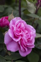 Fleur de Rosa Gertrude Jekyll. Fermer. Le printemps.