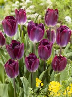 Tulipa Triumph Kansas fier, printemps Mai