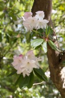 Rhododendron 'Loderi Pink Diamond' - Mai