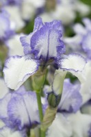 Iris 'Violet Icing' avec gouttelettes d'eau - Juin