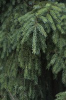 Picea omorika 'Pendula' épicéa de Serbie