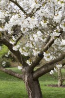 Prunus 'Tai-haku' Grand Cerisier Blanc - Avril
