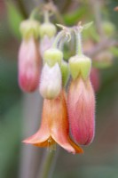Fleurs de Kalanchoe pubescens - Mars