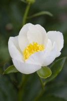 Paeonia lactiflora 'Jan van Leeuwen' - juin