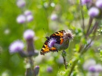 Aglais urticae - Petit papillon écaille rétroéclairé sur Cirsium arvense - Chardon rampant.