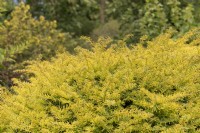 Taxus baccata 'Corleys coppertip' if européen