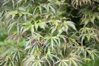 Acer Palmatum 'Linearlobum' Érable du Japon