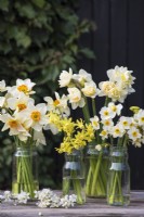 Variétés mixtes de Narcisse affichées dans des pots de confiture en verre sur table
