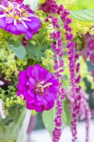Bouquet contenant Zinnia 'Purple Prince', Alchemilla mollis et Amaranthus caudatus
