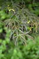 Acer Palmatum 'Linearlobum' Érable du Japon