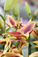Lilium 'Avalon Sunset' - Lys hybride asiatique