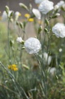 Dianthus 'Haytor White' - Oeillet