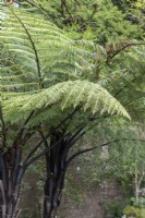 Cyathea medullaris - Fougère arborescente noire