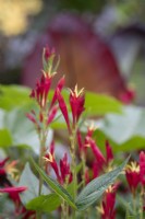 Spigelia marilandica 'Petite rousse'