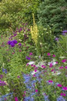 Parterre de fleurs vivaces de juillet mixte - Salvias; Éryngiums ; Verbascum, Scabious et Phlox