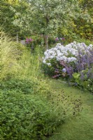 Chemin d'herbe en courbe à travers des parterres de fleurs vivaces avec Salvia sclarea var turkestanica et Phlox blanc