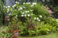 Hydrangea paniculata 'Limelight', herbe de porc-épic, Hydrangea paniculata 'Wims Red', géraniums parfumés en pot