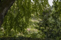 Voir à travers les arbres à un Cornus Norman Hadden en fleur. La maison du jardin, Yelverton, Devon. Été.