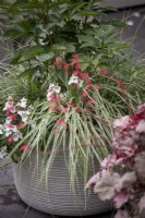 Carex 'Everest' et Diascia 'White' en pot circulaire