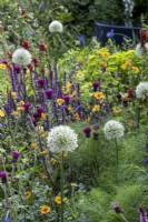 Parterre de fleurs vivaces herbacées conçu avec les pollinisateurs à l'esprit, les plantes comprennent Allium 'Mount Everest', Cirsium, Salvias et Verbascum