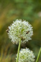 Allium blanc 'Everest' recouvert d'abeilles