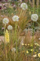 Allium blanc 'Everest' dans une plantation de parterre de fleurs contemporaine
