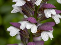Acanthus mollis floraison août Norfolk