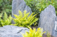 Fougères plantées autour de pierres monolithiques