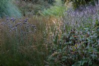 Verveine bonariensis poussant à travers les hautes herbes et Persicaria amplexicaulis dans un rayon de soleil à l'aube.