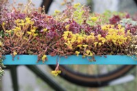 Toit de sedum coloré sur un abri à vélos dans le jardin Could Car Less au RHS Tatton park flower show 2022 - Conçu par Christine Leung avec les producteurs de la communauté Taking Root in Bootle