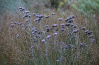 Verbena bonariensis poussant dans les hautes herbes.