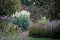 Les Knoll Gardens au lever du soleil en automne avec une grande touffe de Cortaderia selloana, herbe de la pampa, à côté d'un stand de Miscanthus. Sont également présentes Verbena bonariensis et Persicaria amplexicaulis.