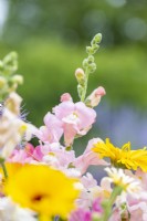 Bouquet contenant Calendula 'Art Shades' et Antirrhinum 'Appleblossom'