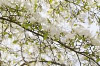 Magnolia Kobus var. boréale - avril