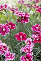 Dianthus 'Flutterby' - Rose