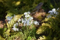 Phlox divaricata 'Parfum blanc'