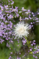 Centaurea americana 'Aloha Blanca' et Thalictrum delavayi - Fleur de panier et rue des prés