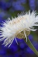 Centaurea americana 'Aloha Blanca' - Fleur de panier