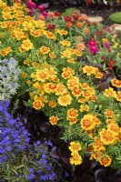 Tagetes x patula - Soucis français dans le parterre de fleurs Queen's Platinum Jubilee Jewel Garden à Tatton Park Flower show 2022 - Conçu par Sarah Green
