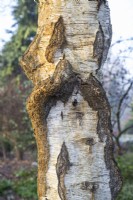 Écorce de Betula pendula - bouleau verruqueux - février