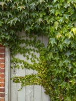 Parthenocissus quinquefolia vigne vierge envahissant une porte d'été août