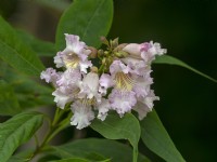 Chitalpa tashkentensis en fleurs Août