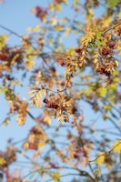 Sorbus - Sorbier abîmé par les fortes chaleurs