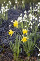 Narcissus 'Rijnveld's Early Sensation' avec Galanthus nivalis 'S Arnott' et Ophiopogon planiscapus 'Nigrescens' - FévrierFoggy Bottom, The Bressingham Gardens, Norfolk, conçu par Adrian Bloom
