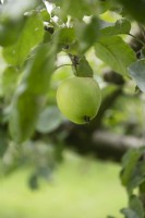 Malus domestica Pomme 'Drentse Paradijsappel'