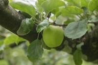 Malus domestica Pomme 'Drentse Paradijsappel'