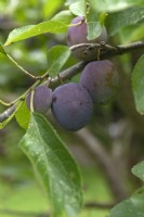 Prunus domestica Prunier 'Bleue de Belgique'