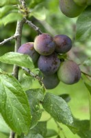 Prunus domestica Prunier 'Bleue de Belgique'
